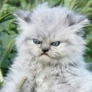 Meet your Posher, Scott